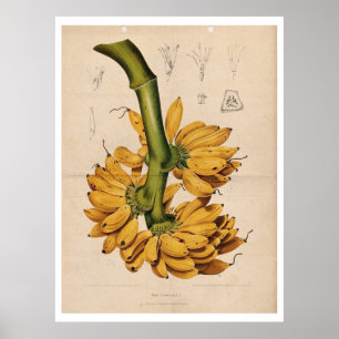 Vintage Botanical Banana Wall art