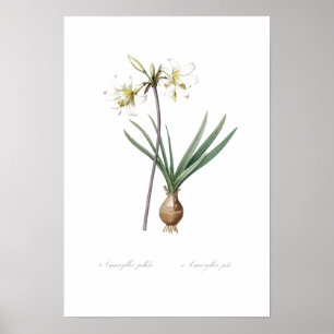 VINTAGE BOTANICAL BELLADONNA LILY  POSTER