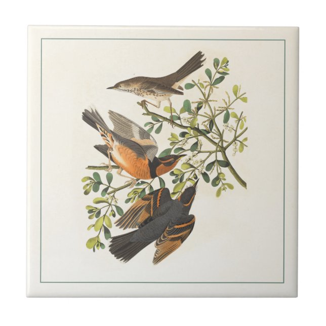 Vintage Botanical Bird Illustration Tile (Front)