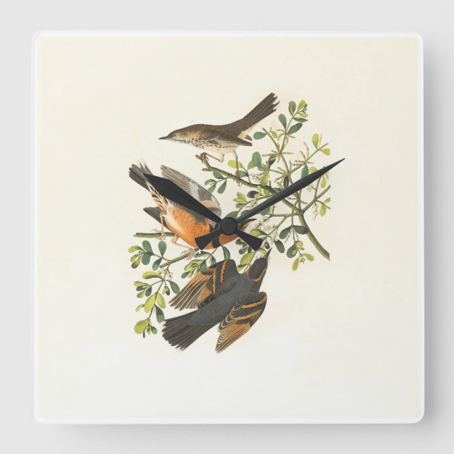 Vintage Botanical Birds Illustration Square Wall  Clock (Front)