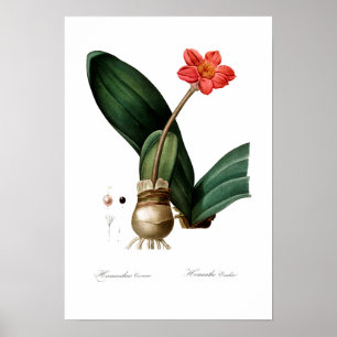 VINTAGE BOTANICAL BLOOD LILY POSTER