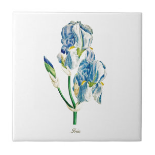 Vintage botanical blue iris flower tile