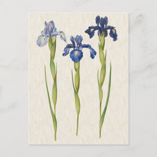 Vintage Botanical Blue Iris Illustration Postcard (Front)
