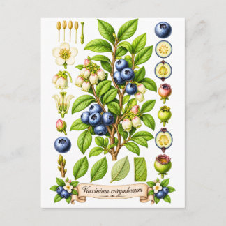Vintage Botanical Blueberry Illustration Postcard