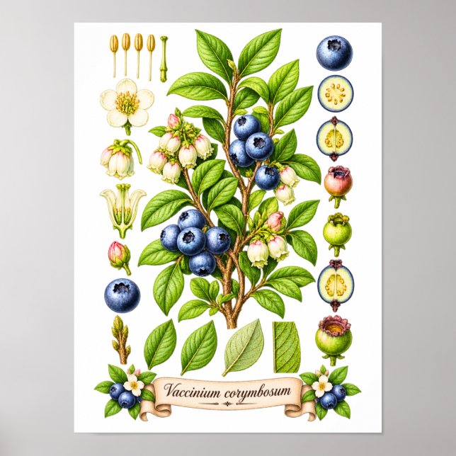 Vintage Botanical Blueberry Illustration Poster (Front)