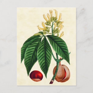 Vintage Botanical Buck Eye Tree Illustration Postcard