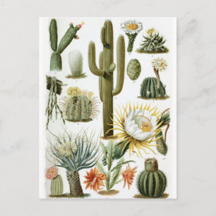 Vintage Botanical Cactus Illustration Postcard