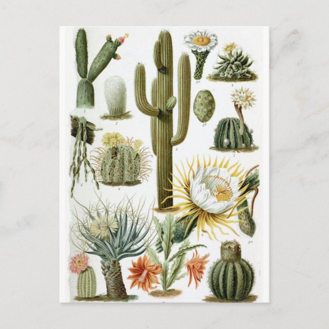 Vintage Botanical Cactus Illustration Postcard (Front)