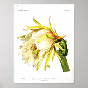 Vintage Botanical Cactus Poster