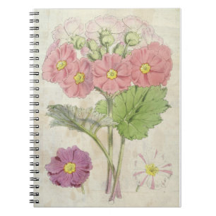 Vintage Botanical Carmine Chinese Primrose Notebook