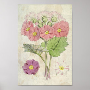 Vintage Botanical Carmine Chinese Primrose Poster
