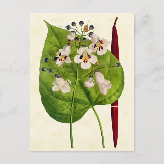 Vintage Botanical Catalpa Tree Illustration Postcard (Front)