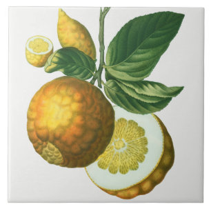 Vintage Botanical Ceramic Tile