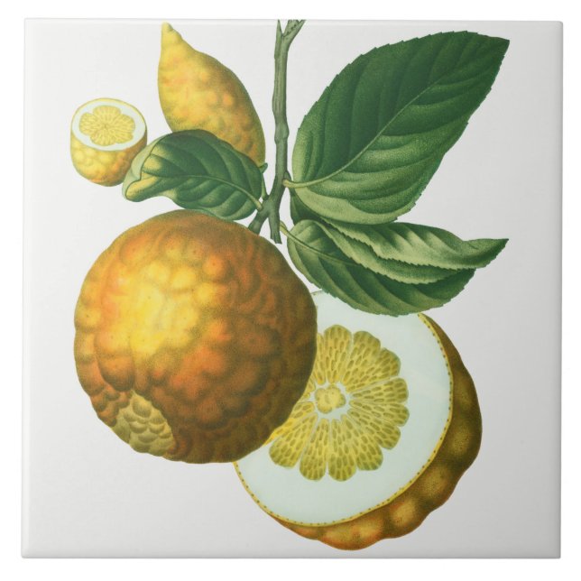 Vintage Botanical Ceramic Tile (Front)