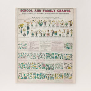 Vintage Botanical Chart: Classification of Plants  Jigsaw Puzzle