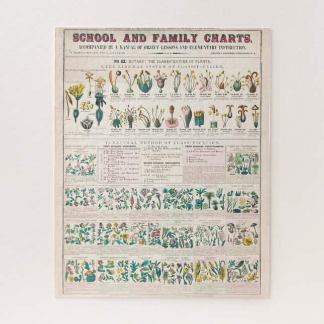 Vintage Botanical Chart: Classification of Plants  Jigsaw Puzzle (Vertical)