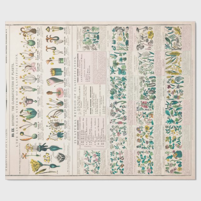 Vintage Botanical Chart: Classification of Plants Wrapping Paper (Flat)