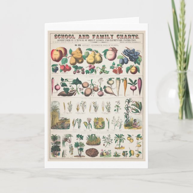 Vintage Botanical Chart: Economical Uses of Plants Card (Front)
