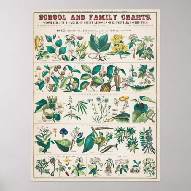 Vintage Botanical Chart: Economical Uses of Plants Poster (Front)