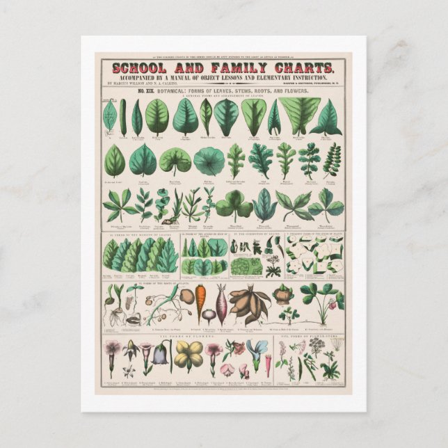 Vintage Botanical Chart: Leaves and Flowers Postcard (Front)