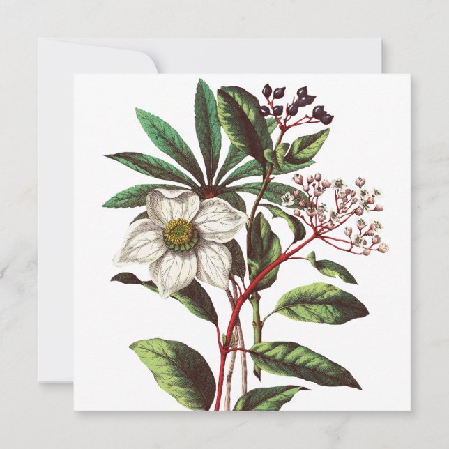 Vintage Botanical Christmas Rose Flower Bouquet (Front)