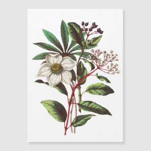 Vintage Botanical Christmas Rose Flower Bouquet