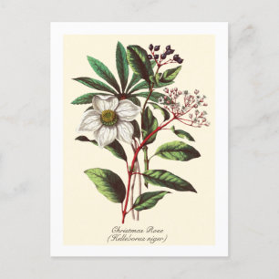 Vintage Botanical Christmas Rose Flower Bouquet Postcard
