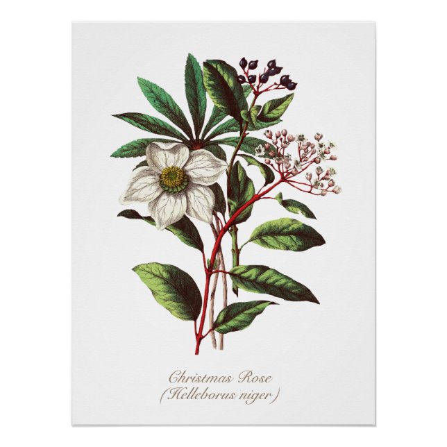 Vintage Botanical Christmas Rose Flower Bouquet Poster (Front)