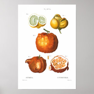 VINTAGE BOTANICAL CITRUS POSTER