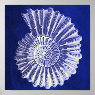 vintage botanical Coastal Blue White seashell Poster