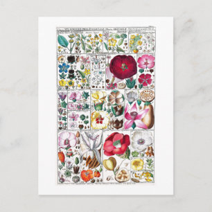 VINTAGE BOTANICAL COLLECTION POSTCARD