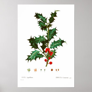 VINTAGE BOTANICAL COMMON HOLLY POSTER