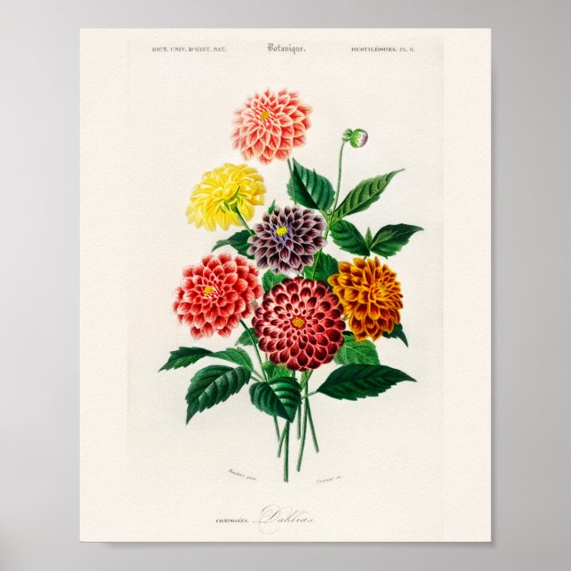 Vintage Botanical Cottagecore Dahlia Poster (Front)