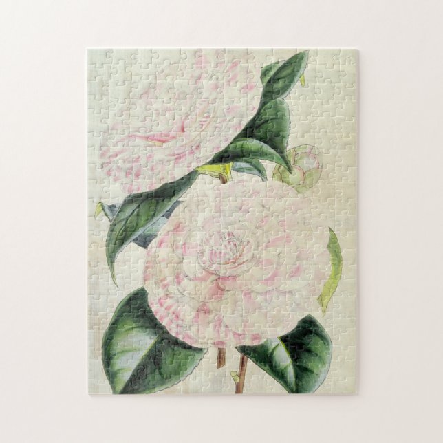 Vintage Botanical Countess of Derby Camellia Jigsaw Puzzle (Vertical)