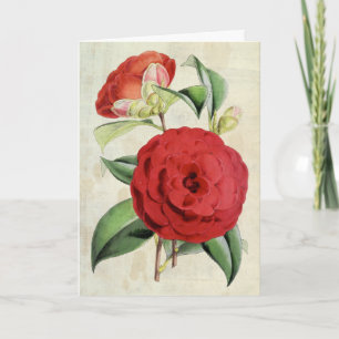 Vintage Botanical Crimson Camellia Card