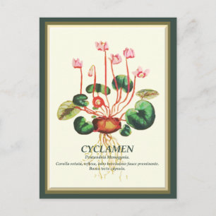 Vintage Botanical Cyclamen Garden flower art Postcard