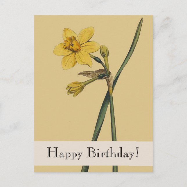 Vintage Botanical Daffodil Happy Birthday Postcard (Front)