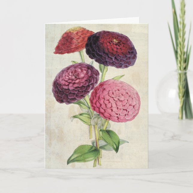 Vintage Botanical Double-Flowered Purple Zinnia Card (Front)