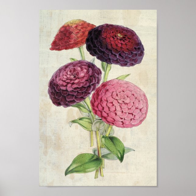 Vintage Botanical Double-Flowered Purple Zinnia Poster (Front)