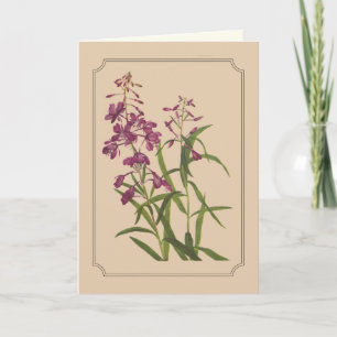 Vintage Botanical Drawing of Wild Fireweed Card