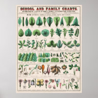 Vintage Botanical Educational