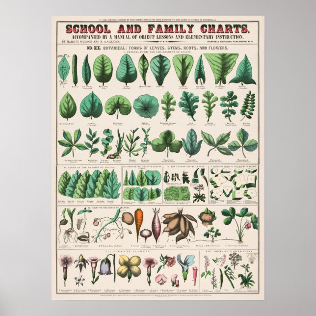 Vintage Botanical Educational Poster (Front)