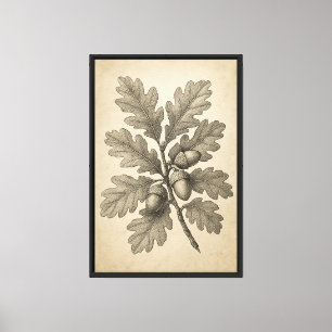 Vintage Botanical Engraving of Oak Leaves Canvas Print