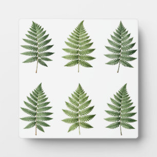 Vintage Botanical Fern Leaves Illustration Pattern Plaque