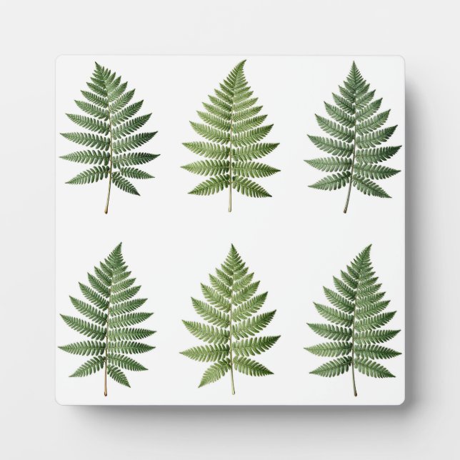 Vintage Botanical Fern Leaves Illustration Pattern Plaque (Front)
