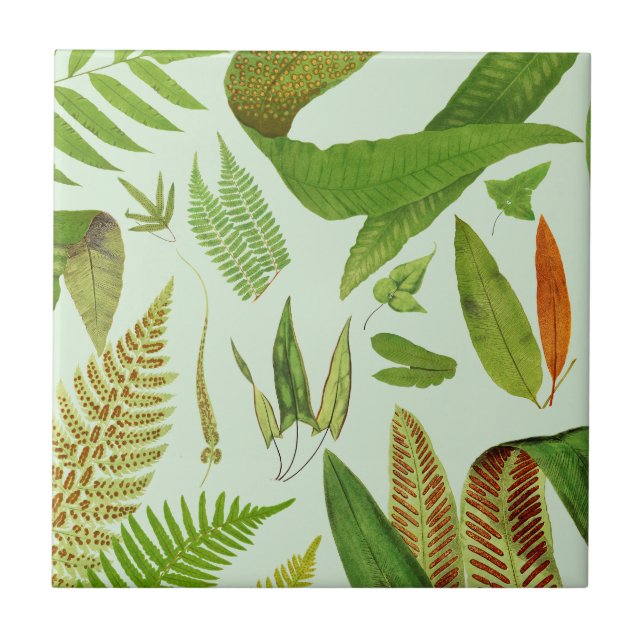 Vintage Botanical Ferns Tile (Front)