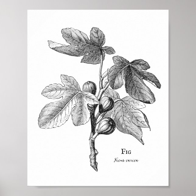 Vintage Botanical Fig Illustration Poster (Front)