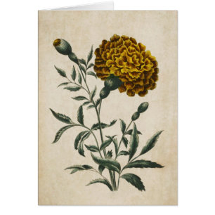 Vintage Botanical Floral African Marigold