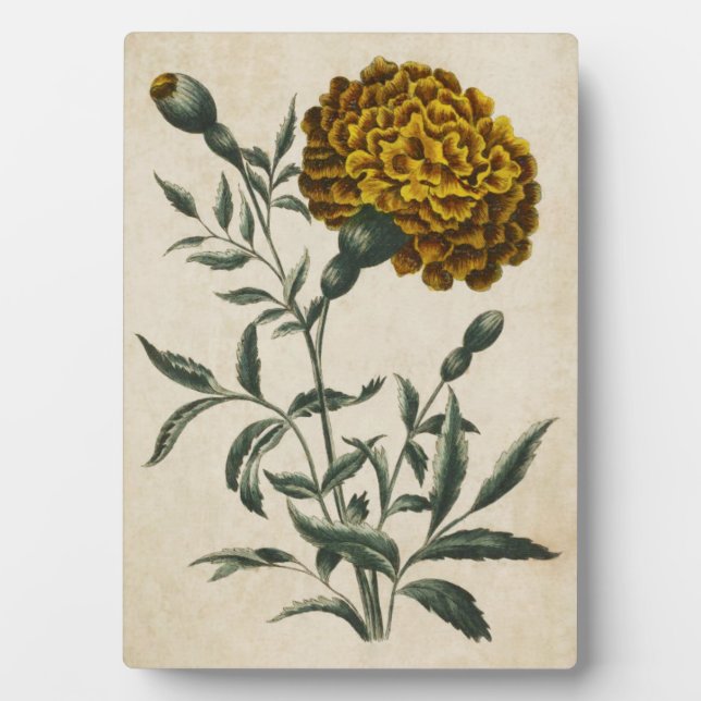 Vintage Botanical Floral African Marigold Plaque (Front)