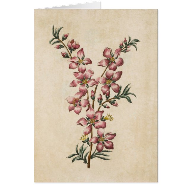 Vintage Botanical Floral Almond Blossom (Front)